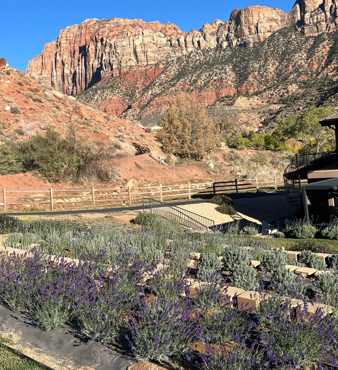 Zion Lavender Company Featured in ViewOn Magazine's Home & Garden Issue